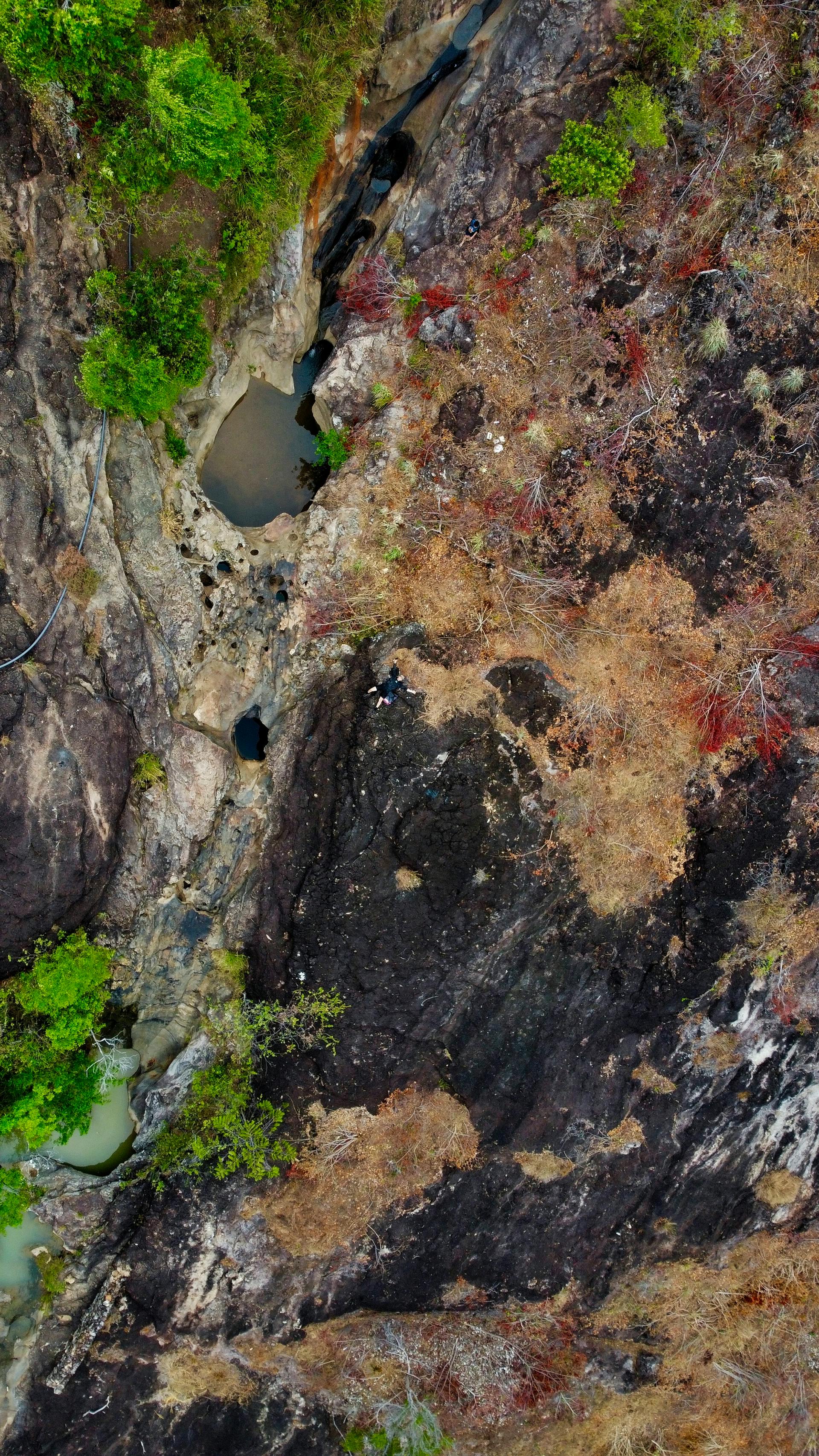 Paisaje cafetero (Borbón Rosado)