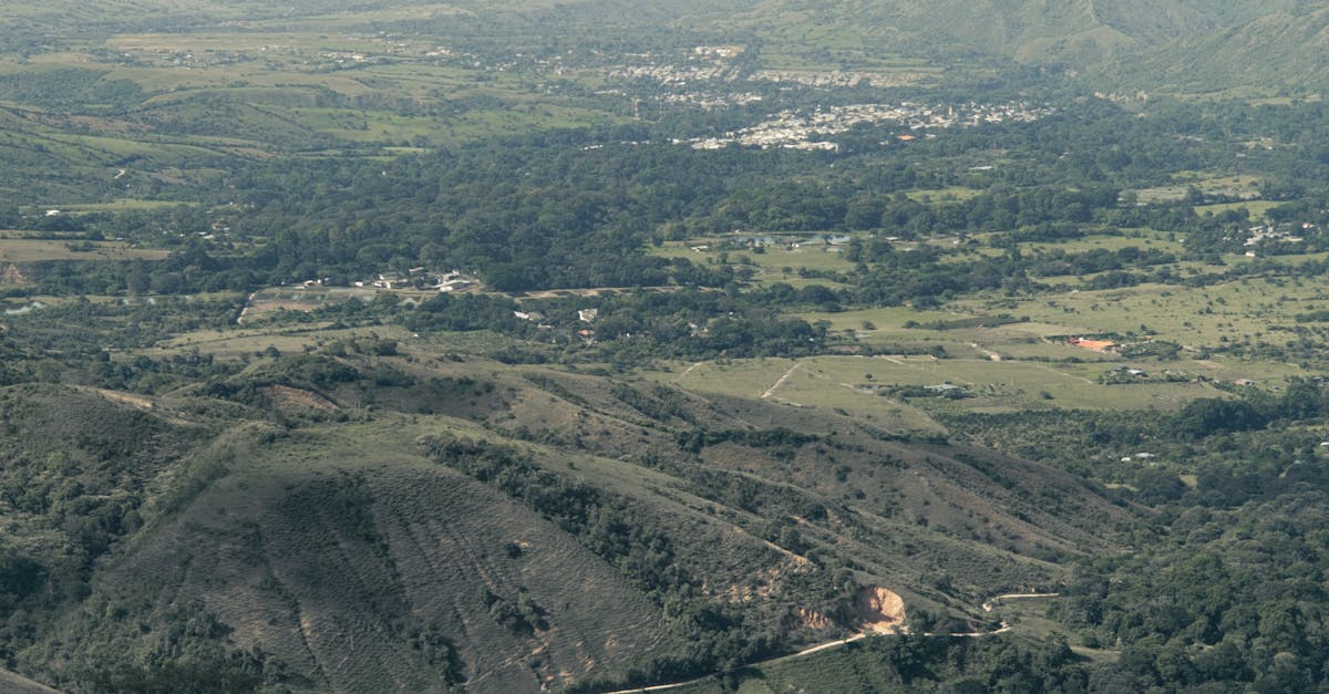 Detalle de grano / tostión